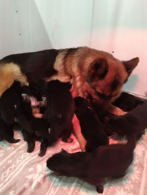 Kennel Club Registered German Shepherd Puppies For Sale