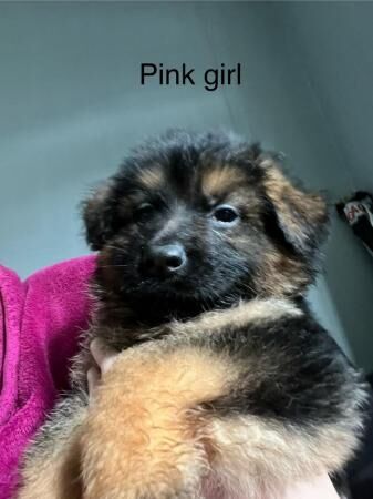 German shepherd puppies for sale in Clayton, Greater Manchester