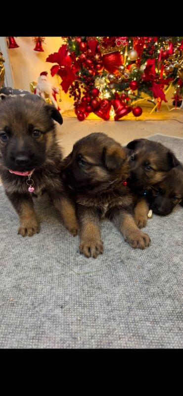 German shepherd puppies for sale in Hemel Hempstead, Hertfordshire | Image 2