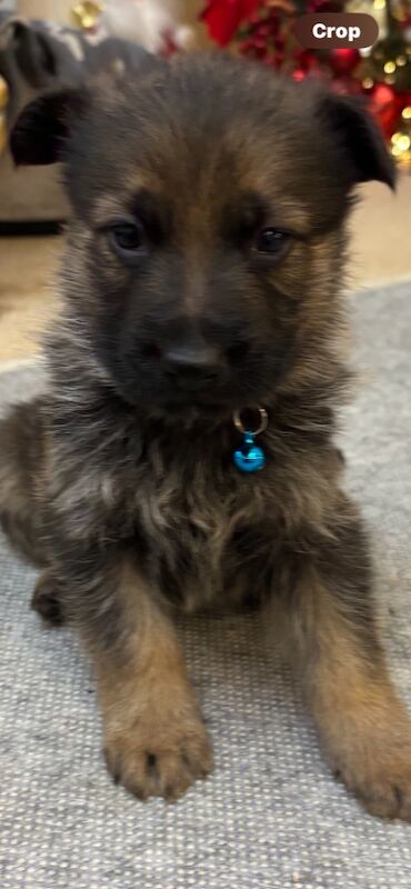 German shepherd puppies for sale in Hemel Hempstead, Hertfordshire | Image 3
