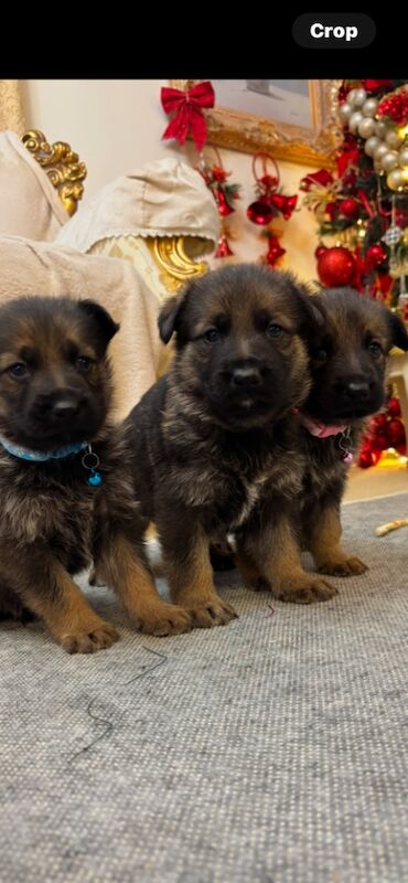 German shepherd puppies for sale in Hemel Hempstead, Hertfordshire | Image 4