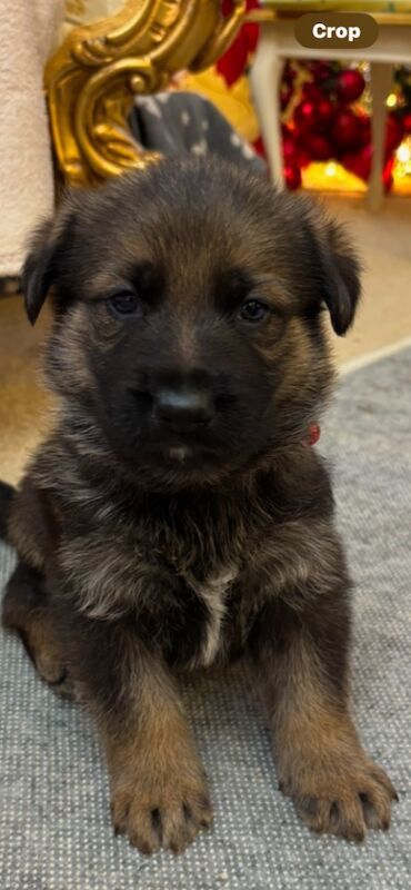 German shepherd puppies for sale in Hemel Hempstead, Hertfordshire - Image 5