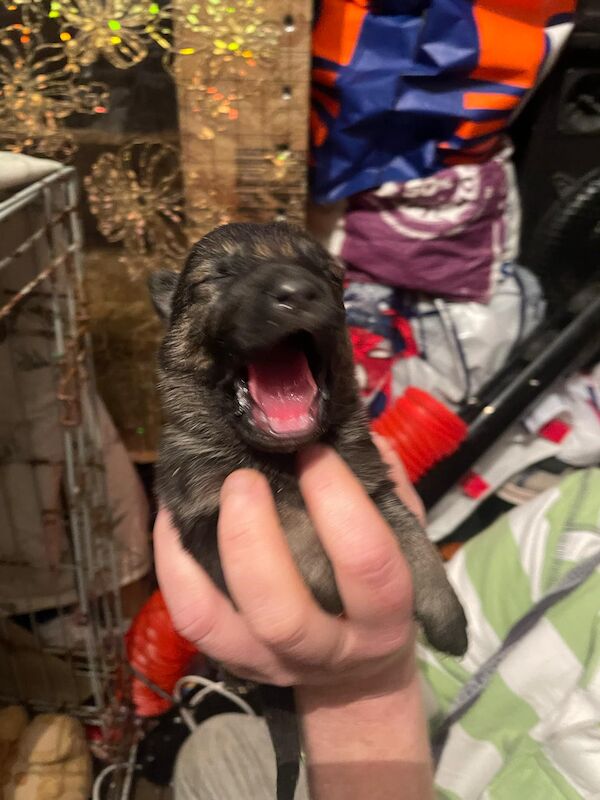 German shepherd puppies for sale in Huddersfield, West Yorkshire - Image 1