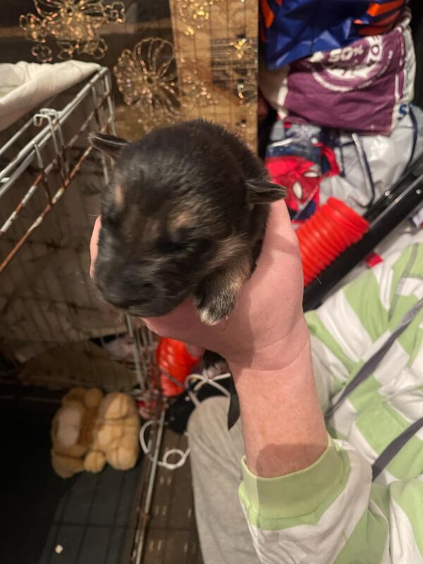 German shepherd puppies for sale in Huddersfield, West Yorkshire - Image 2