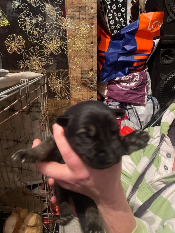 German shepherd puppies for sale in Huddersfield, West Yorkshire | Image 3