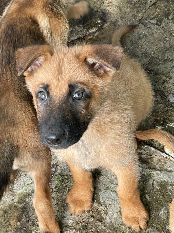German Shepherd puppies for sale in Bourne, Lincolnshire – 11 months old - Image 2 of 3