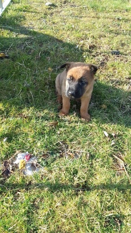 German Shepherd puppies for sale in Bourne, Lincolnshire – 11 months old - Image 3 of 3