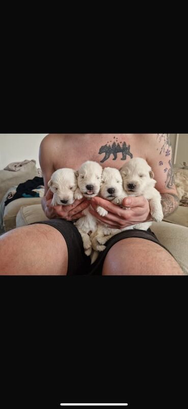 German shepherd puppies for sale in Dalkeith, Midlothian - Image 1