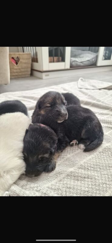 German shepherd puppies for sale in Dalkeith, Midlothian - Image 3