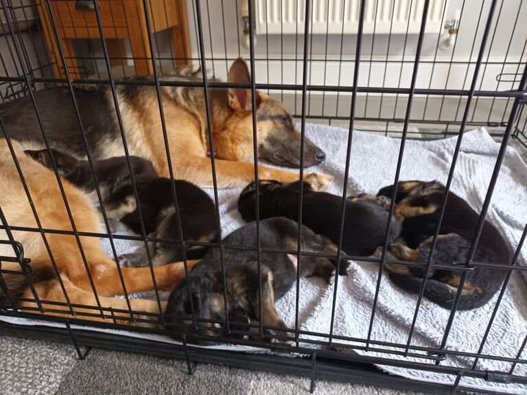German Shepherd puppies for sale in Milton Keynes, Buckinghamshire