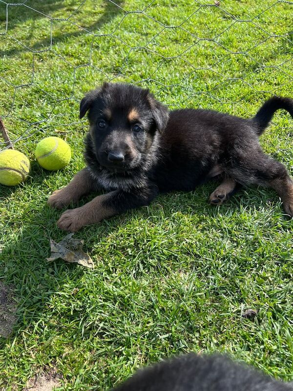 German shepherd puppies for sale in Northwich, Cheshire