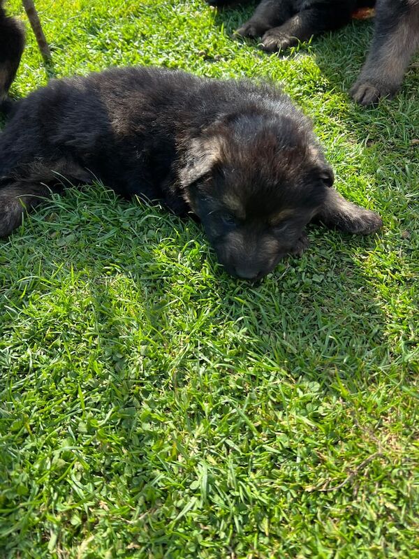 German shepherd puppies for sale in Northwich, Cheshire - Image 2