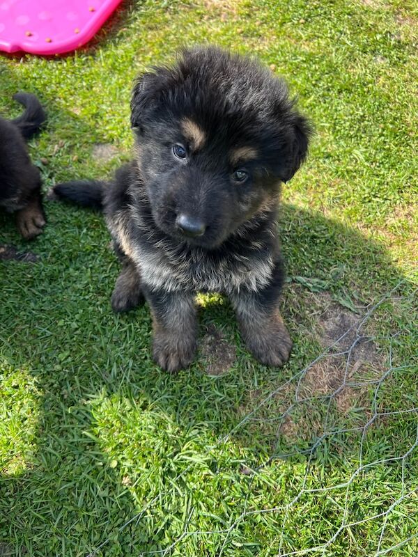 German shepherd puppies for sale in Northwich, Cheshire - Image 3