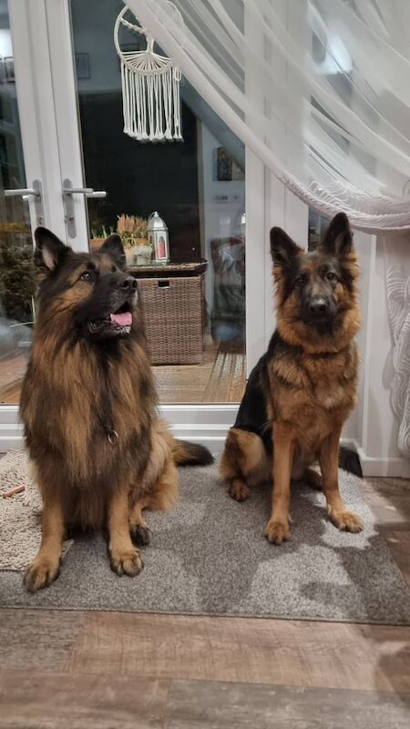 German shepherd puppies for sale in Kingston upon Hull, East Riding of Yorkshire
