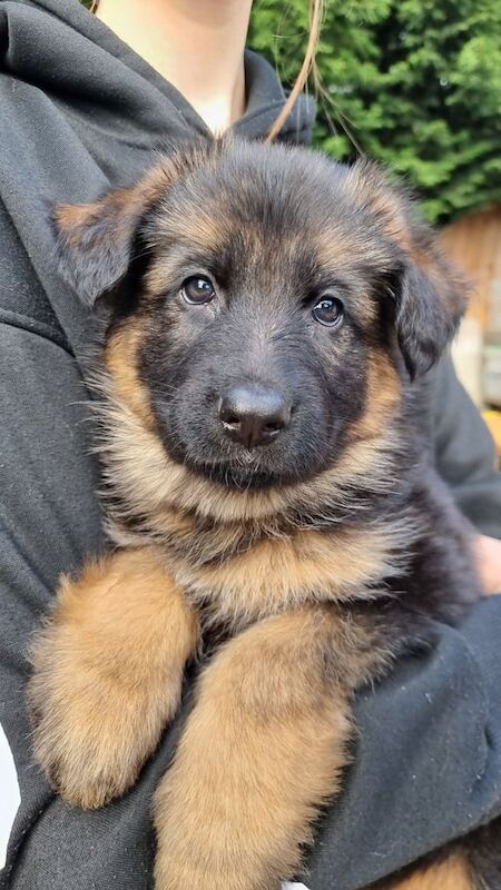 German shepherd puppies for sale in Kingston upon Hull, East Riding of Yorkshire | Image 3