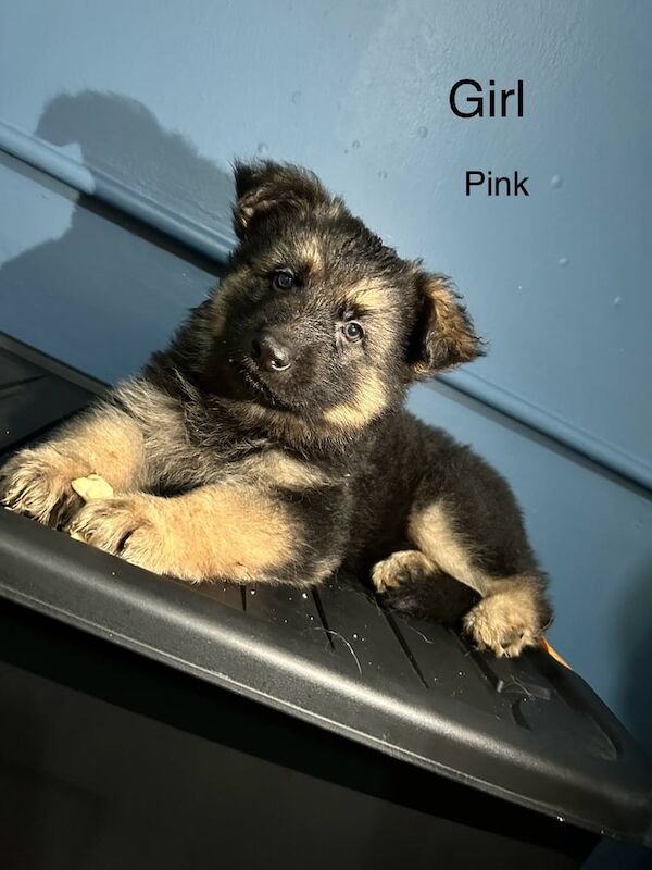 German Shepherd puppies for sale in Lowestoft, Suffolk – 7 weeks old