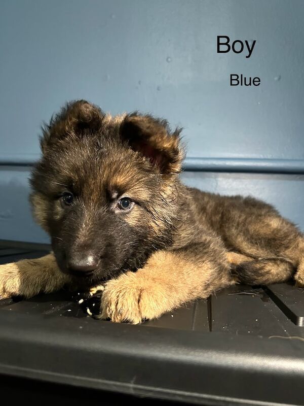 German Shepherd puppies for sale in Lowestoft, Suffolk – 9 weeks old - Image 2 of 3
