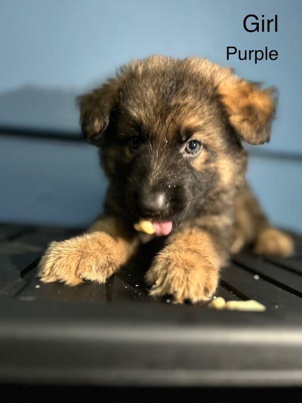 German Shepherd puppies for sale in Lowestoft, Suffolk – 9 weeks old - Image 3 of 3