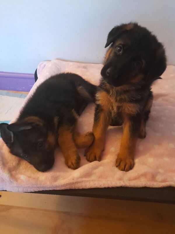 German Shepherd puppies for sale in Peterborough, Cambridgeshire – 6 weeks old