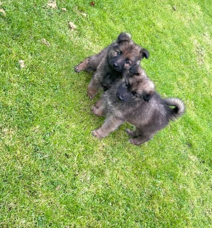 German Shepherd puppies for sale in Paisley, Renfrewshire – 9 weeks old - Image 2 of 3