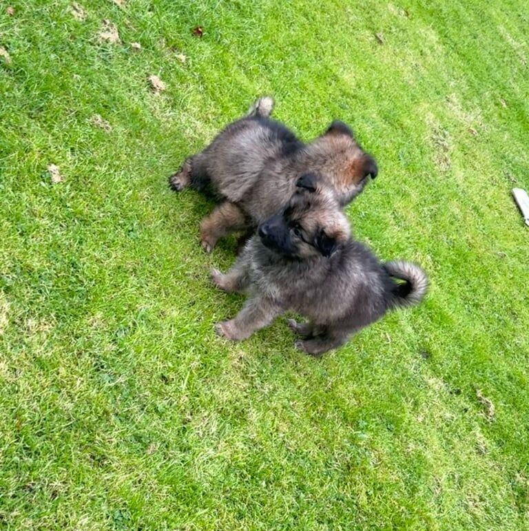 German Shepherd puppies for sale in Paisley, Renfrewshire – 9 weeks old - Image 3 of 3