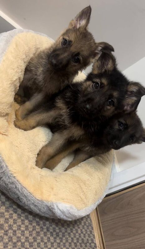German Shepherd puppies for sale in East Kilbride, Lanarkshire – 8 weeks old