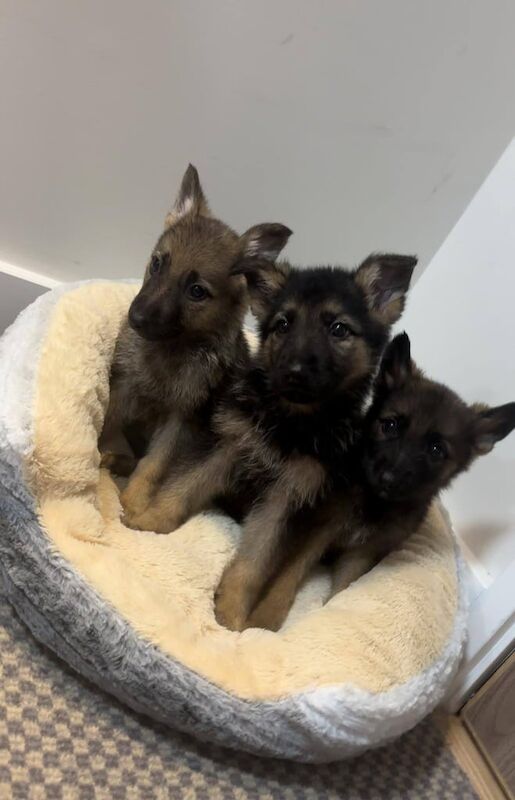 German Shepherd puppies for sale in East Kilbride, Lanarkshire – 8 weeks old - Image 2 of 3
