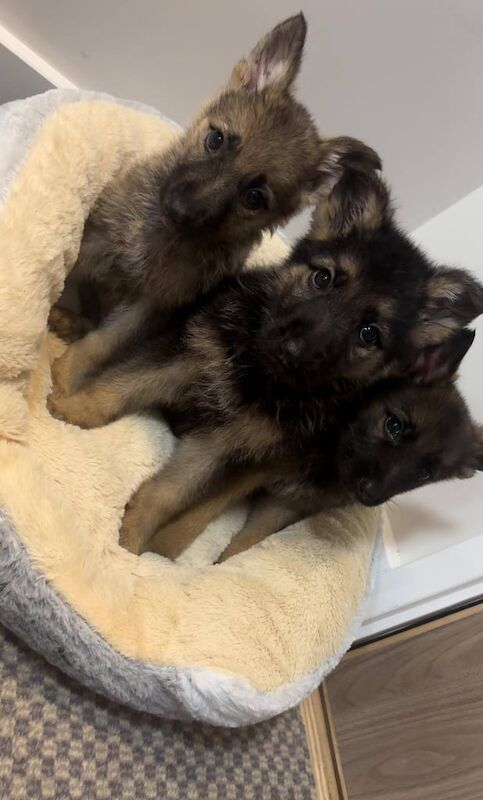 German Shepherd puppies for sale in East Kilbride, Lanarkshire – 8 weeks old - Image 3 of 3