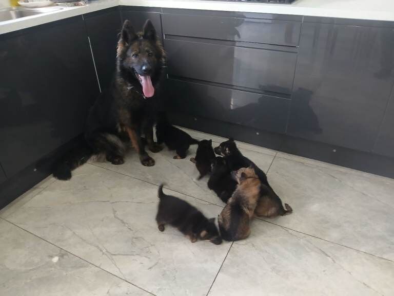 German Shepherd puppies for sale in East Acton, Greater London – 9 weeks old