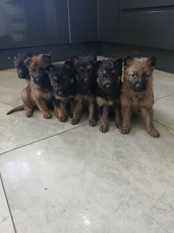 German shepherd puppies for sale - Image 2 of 3