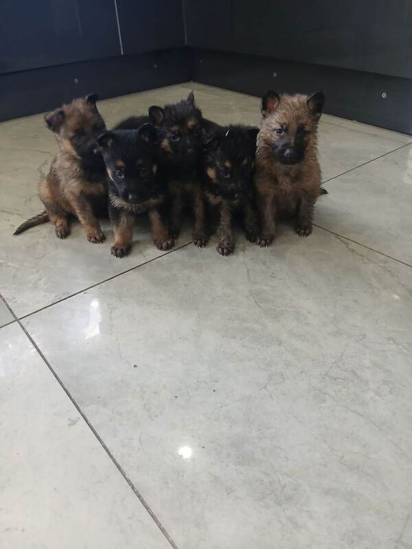 German shepherd puppies for sale - Image 3 of 3