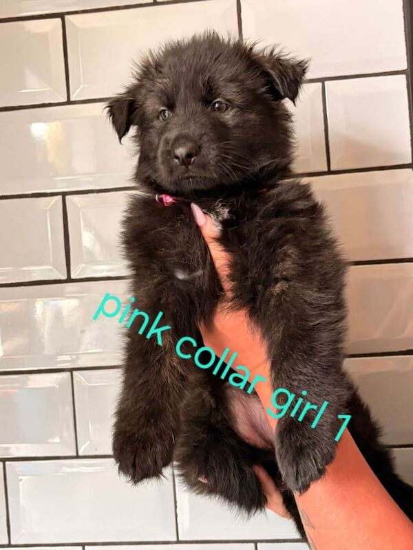 German shepherd puppies for sale - Image 2 of 6
