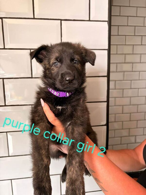 German shepherd puppies for sale - Image 3 of 6
