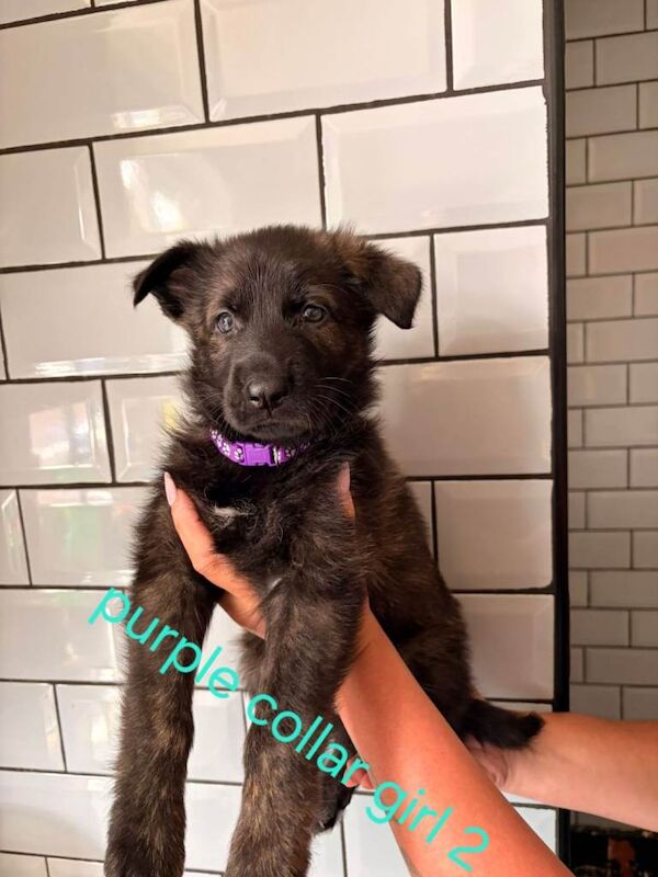 German shepherd puppies for sale - Image 4 of 6