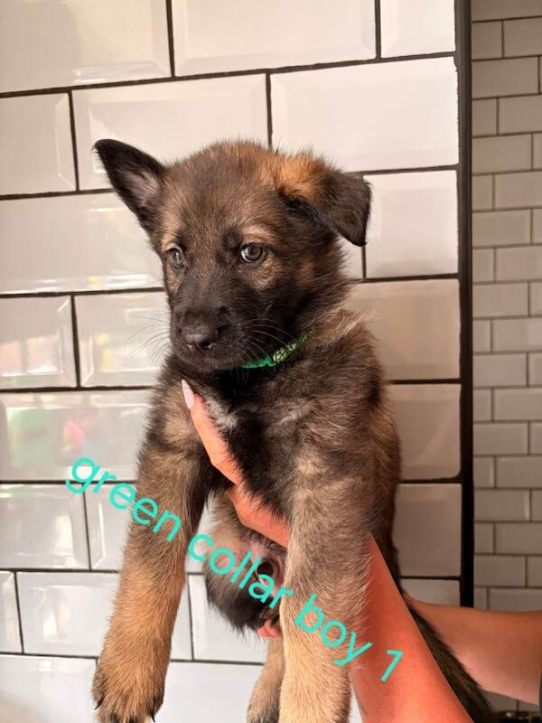 German shepherd puppies for sale - Image 5 of 6