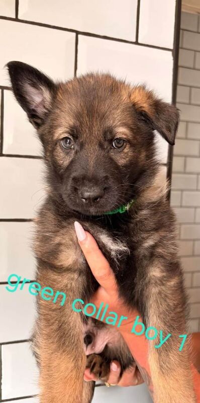 German shepherd puppies for sale - Image 6 of 6