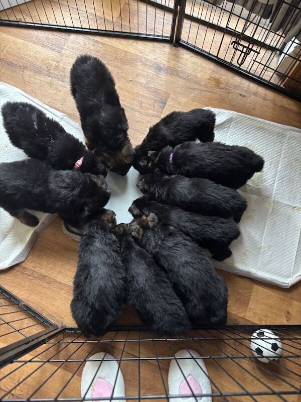 German Shepherd Puppies For Sale Under £1,000