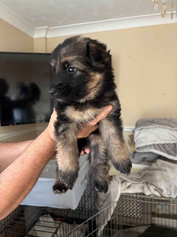 German shepherd puppies for sale - Image 2 of 6