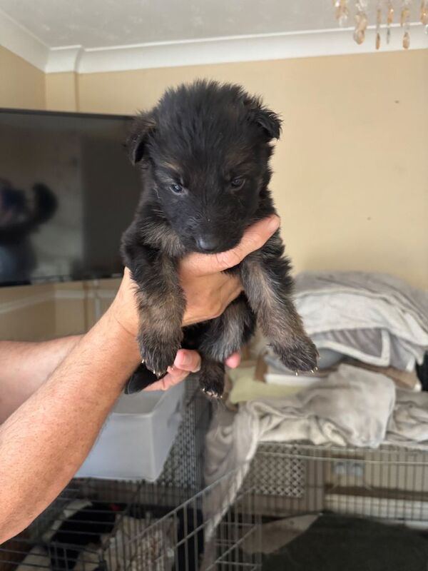 German shepherd puppies for sale - Image 3 of 6