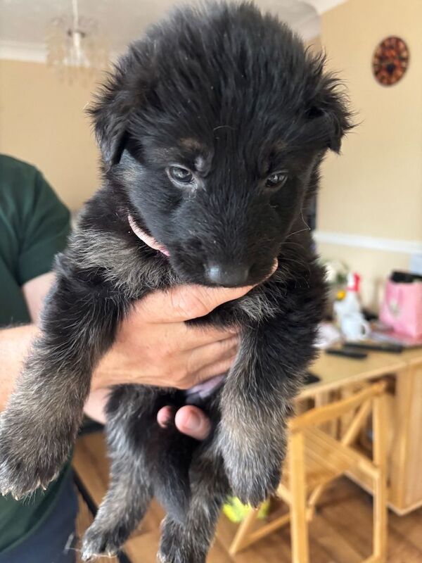 German shepherd puppies for sale - Image 4 of 6