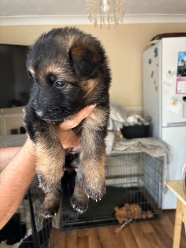 German shepherd puppies for sale - Image 5 of 6