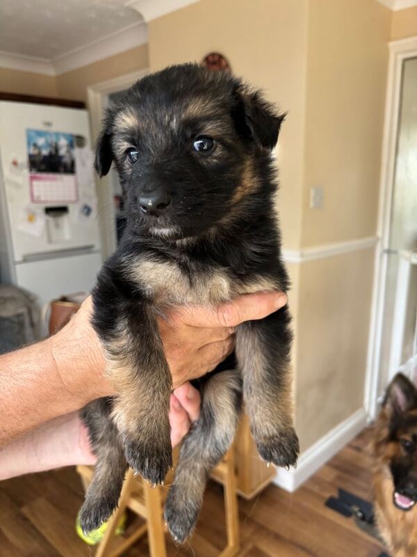 German shepherd puppies for sale - Image 6 of 6