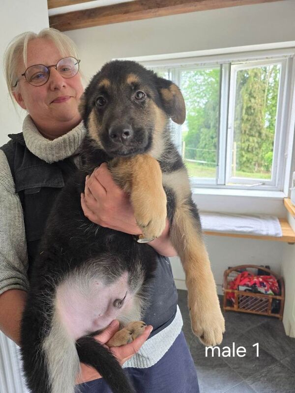 German shepherd puppies for sale