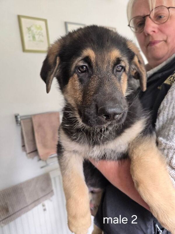 German shepherd puppies for sale - Image 2 of 3