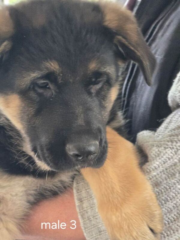 German shepherd puppies for sale - Image 3 of 3
