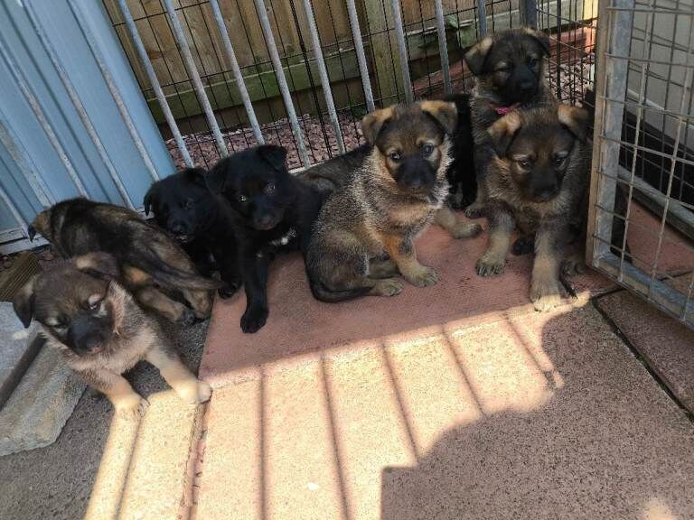 German shepherd puppies for sale