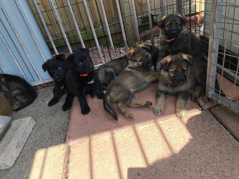 German shepherd puppies for sale - Image 2 of 3