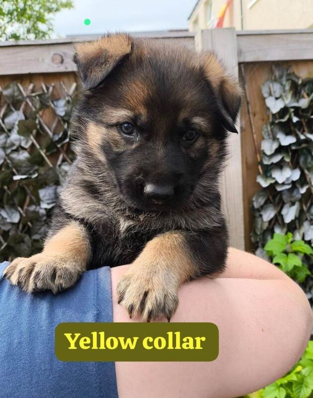 German shepherd puppies for sale - Image 3 of 3