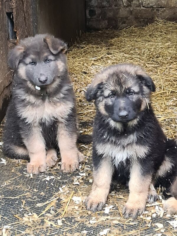 German Shepherd Dogs And Puppies For Sale In Scotland