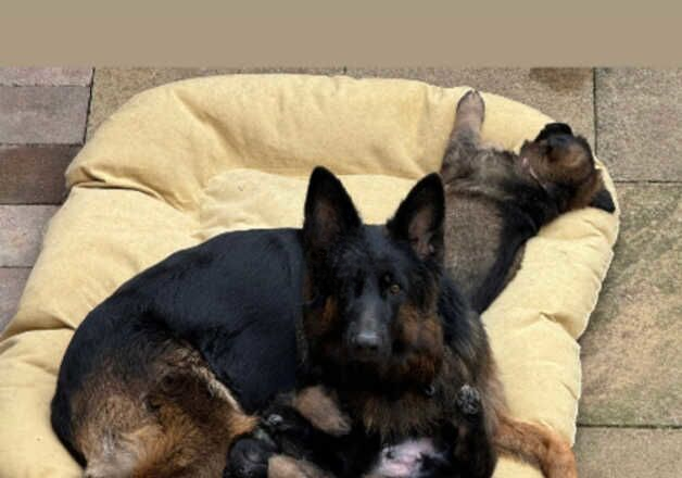 German Shepherd puppies for sale in Boston, Lincolnshire – 1 year old - Image 1 of 2